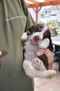 GOLO - CHIOT MÂLE DISPONIBLE