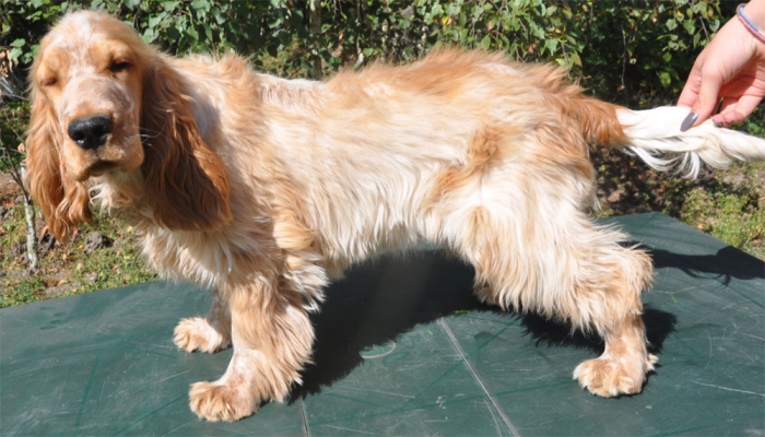 Elevage De Cocker Les Cockers De L Etang Au Coeur Sauvage