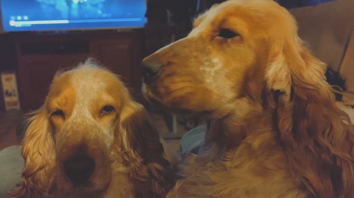 Elevage De Cocker Les Cockers De L Etang Au Coeur Sauvage