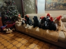 Joyeux Noël