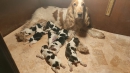 Naissance de 7 chiots